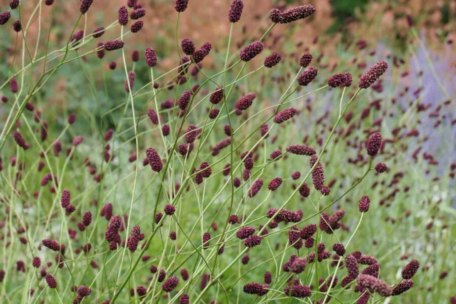 Blutwurz Sanguisorba officinalis 'Red Thunder' 5-10 Topf P9 Sanguisorba officinalis 'Red Thunder'