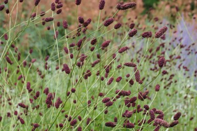 Blutwurz Sanguisorba officinalis 'Red Thunder' 5-10 Topf P9 Sanguisorba officinalis 'Red Thunder'
