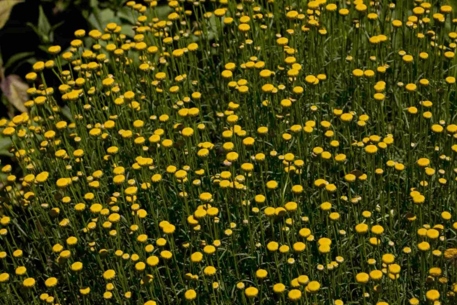 Olivenkraut Santolina rosmarinifolia 5-10 Topf P9 Santolina rosmarinifolia