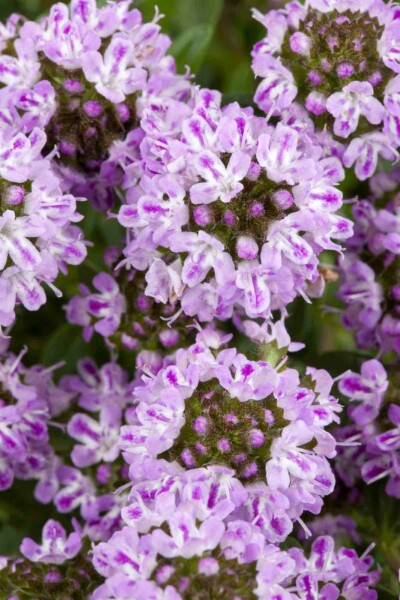 Bergbohnenkraut Satureja montana 5-10 Topf P9 Satureja montana