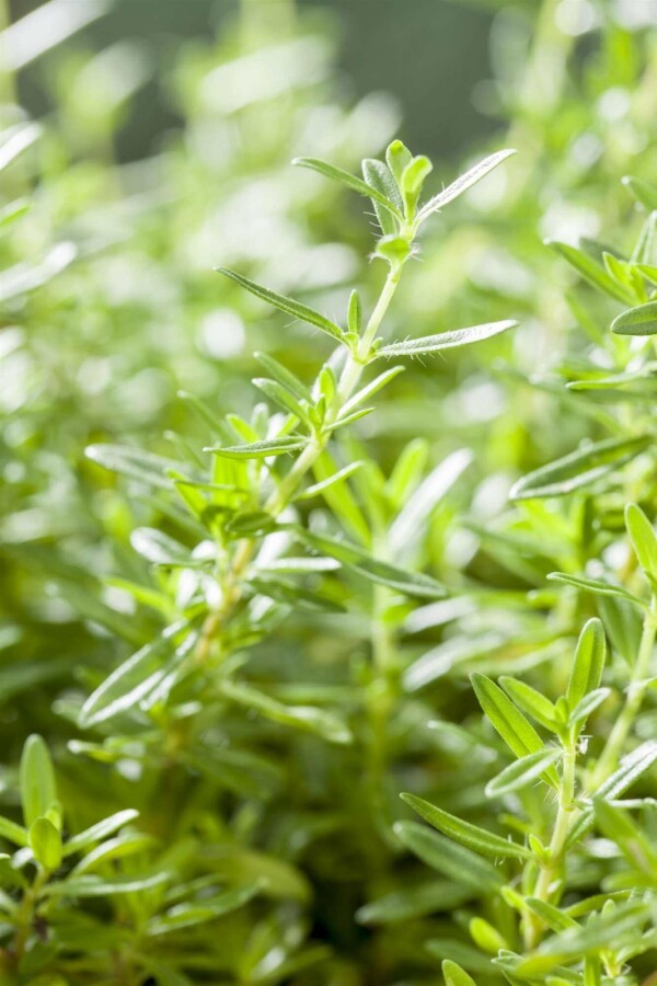 Bergbohnenkraut Satureja montana 5-10 Topf P9 Satureja montana