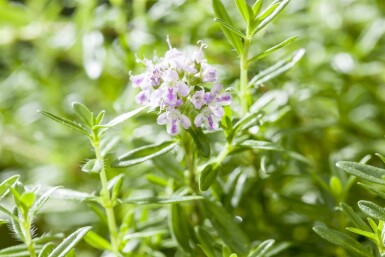 Bergbohnenkraut Satureja montana 5-10 Topf P9 Satureja montana