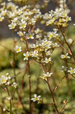 Silbersteinbrech Saxifraga paniculata 5-10 Topf P9 Saxifraga paniculata