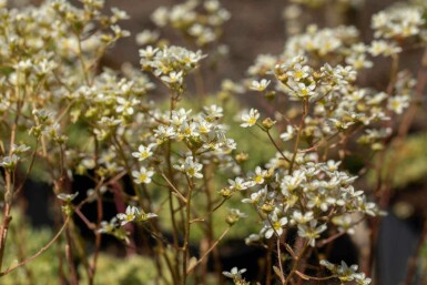 Silbersteinbrech Saxifraga paniculata 5-10 Topf P9 Saxifraga paniculata