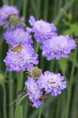 Taubenskabiose Scabiosa columbaria 'Butterfly Blue' 5-10 Topf P9 Scabiosa columbaria 'Butterfly Blue'