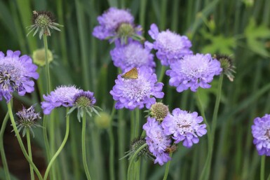Taubenskabiose Scabiosa columbaria 'Butterfly Blue' 5-10 Topf P9 Scabiosa columbaria 'Butterfly Blue'