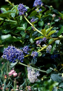 Kriechende Säckelblume Ceanothus thyrsiflorus 'Repens' strauch 10-15 C2 Ceanothus thyrsiflorus 'Repens' Strauch 10-15 cm