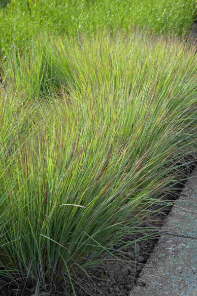 Kleines Präriegras Schizachyrium scoparium 'Standing Ovation' 5-10 Topf P9 Schizachyrium scoparium 'Standing Ovation'