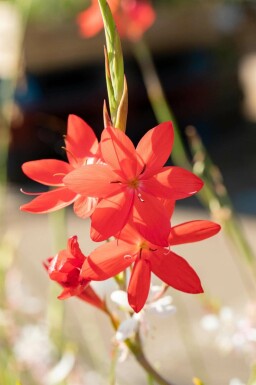 Blutblume Schizostylis coccinea 'Major' 5-10 Topf P9 Schizostylis coccinea 'Major'