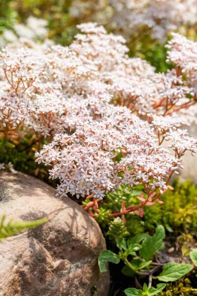 Weiße fetthenne Sedum album 5-10 Topf P9 Sedum album