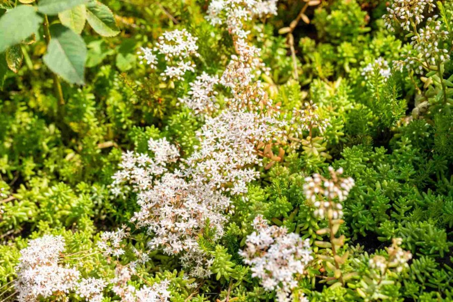 Weiße fetthenne Sedum album 5-10 Topf P9 Sedum album