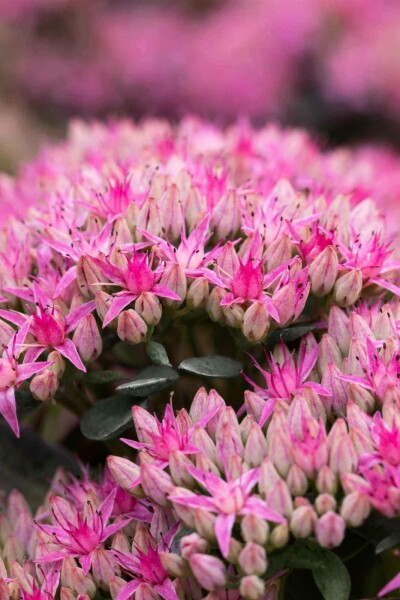 Fette henne Sedum spectabile 'Carl' 5-10 Topf P9 Sedum spectabile 'Carl'