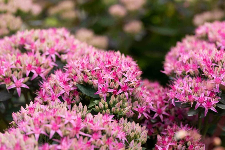 Fette henne Sedum spectabile 'Carl' 5-10 Topf P9 Sedum spectabile 'Carl'