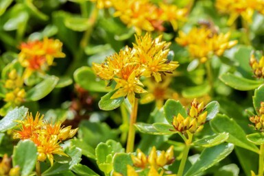 Kamtschatka-Fettblatt Sedum kamtschaticum 5-10 Topf P9 Sedum kamtschaticum