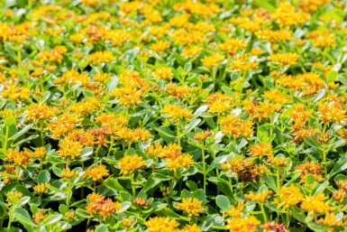 Kamtschatka-Fettblatt Sedum kamtschaticum 5-10 Topf P9 Sedum kamtschaticum
