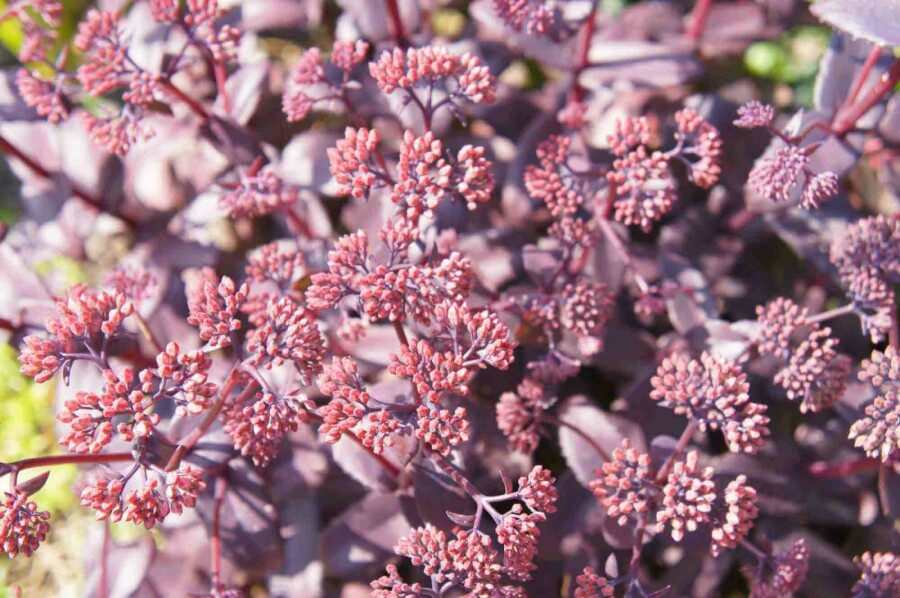 Fette henne Sedum telephium 'Karfunkelstein' 5-10 Topf P9 Sedum telephium 'Karfunkelstein'
