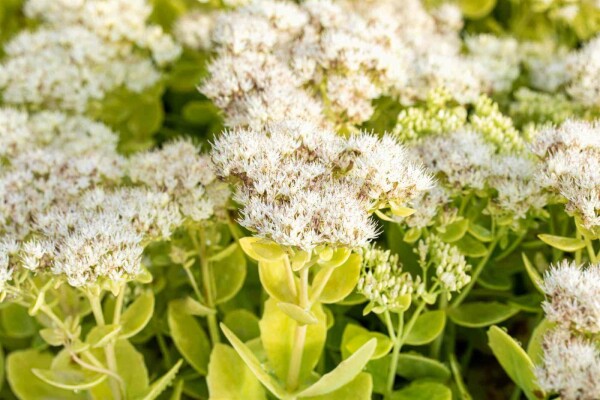 Fette henne Sedum spectabile 'Stardust' 5-10 Topf P9 Sedum spectabile 'Stardust'