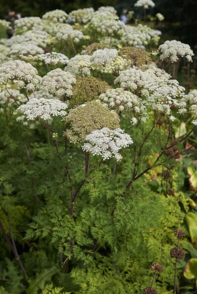 Bergfenchel Selinum wallichianum 5-10 Topf P9 Selinum wallichianum