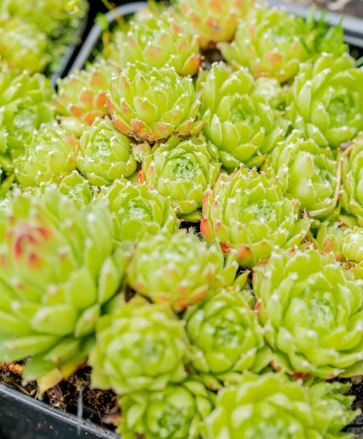 Spinnweb Hauswurz Sempervivum arachnoideum 5-10 Topf P9 Sempervivum arachnoideum