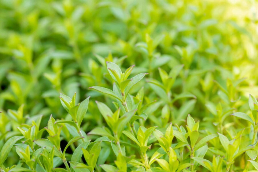 Herbst-Leimkraut Silene schafta 5-10 Topf P9 Silene schafta