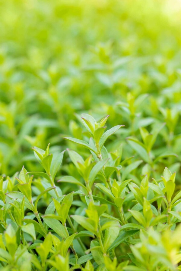 Herbst-Leimkraut Silene schafta 5-10 Topf P9 Silene schafta