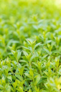 Herbst-Leimkraut Silene schafta 5-10 Topf P9 Silene schafta