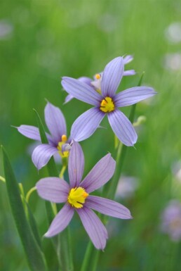Blaue graslilie Sisyrinchium angustifolium 5-10 Topf P9 Sisyrinchium angustifolium