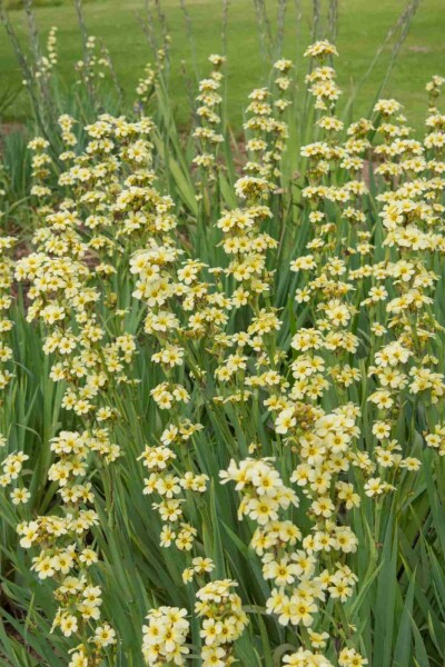 Graslilie Sisyrinchium striatum 5-10 Topf P9 Sisyrinchium striatum