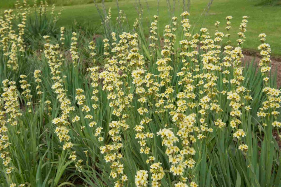 Graslilie Sisyrinchium striatum 5-10 Topf P9 Sisyrinchium striatum