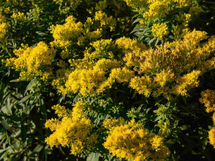 Goldrute Solidago 'Golden Mosa' 5-10 Topf P9 Solidago 'Golden Mosa'