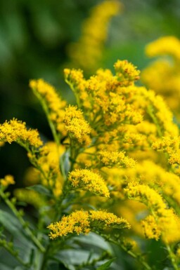 Goldrute Solidago 'Strahlenkrone' 5-10 Topf P9 Solidago 'Strahlenkrone'