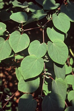 Katsurabaum Cercidiphyllum Japonicum Topf Cercidiphyllum japonicum Strauch