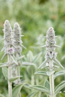 Eselsohr Stachys byzantina 'Big Ears' 5-10 Topf P9 Stachys byzantina 'Big Ears'