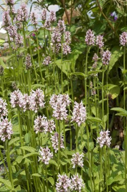 Großblütige betonie Stachys monieri 'Rosea' 5-10 Topf P9 Stachys monieri 'Rosea'
