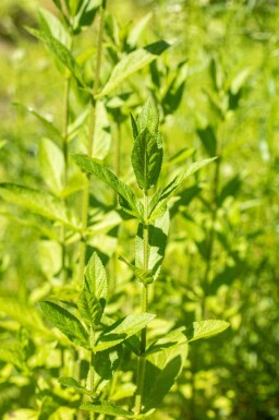 Sumpfhanf Stachys palustris 5-10 Topf P9 Stachys palustris
