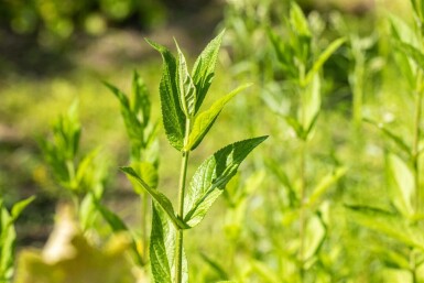 Sumpfhanf Stachys palustris 5-10 Topf P9 Stachys palustris