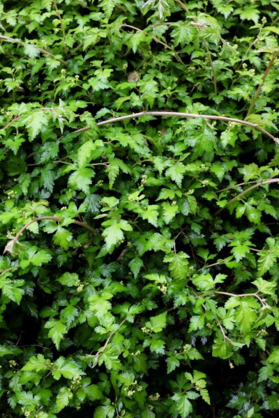 Kleine kranzspiere Stephanandra incisa 'Crispa' 5-10 Topf P9 Stephanandra incisa 'Crispa'