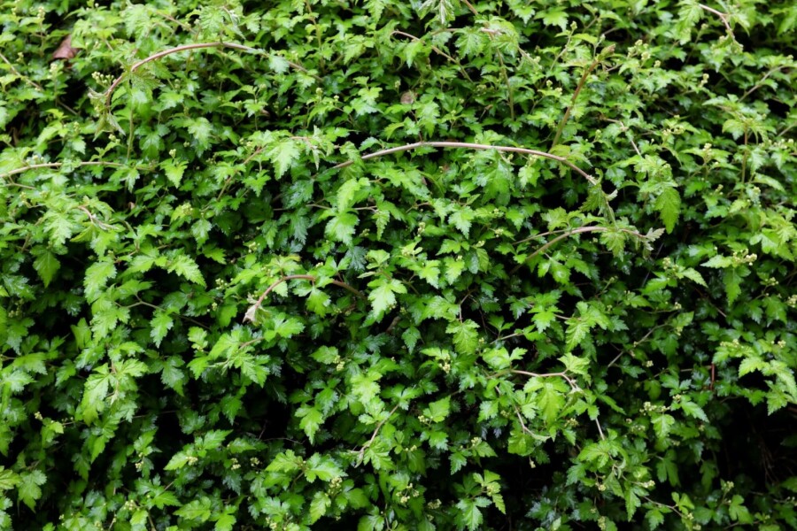 Kleine kranzspiere Stephanandra incisa 'Crispa' 5-10 Topf P9 Stephanandra incisa 'Crispa'