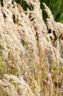 Federgras Stipa calamagrostis 5-10 Topf P9 Stipa calamagrostis