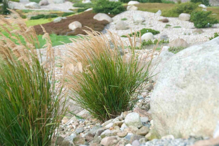 Federgras Stipa calamagrostis 5-10 Topf P9 Stipa calamagrostis
