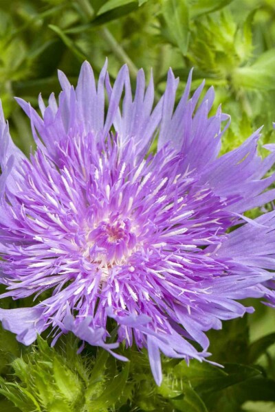 Stokesia Stokesia laevis 5-10 Topf P9 Stokesia laevis