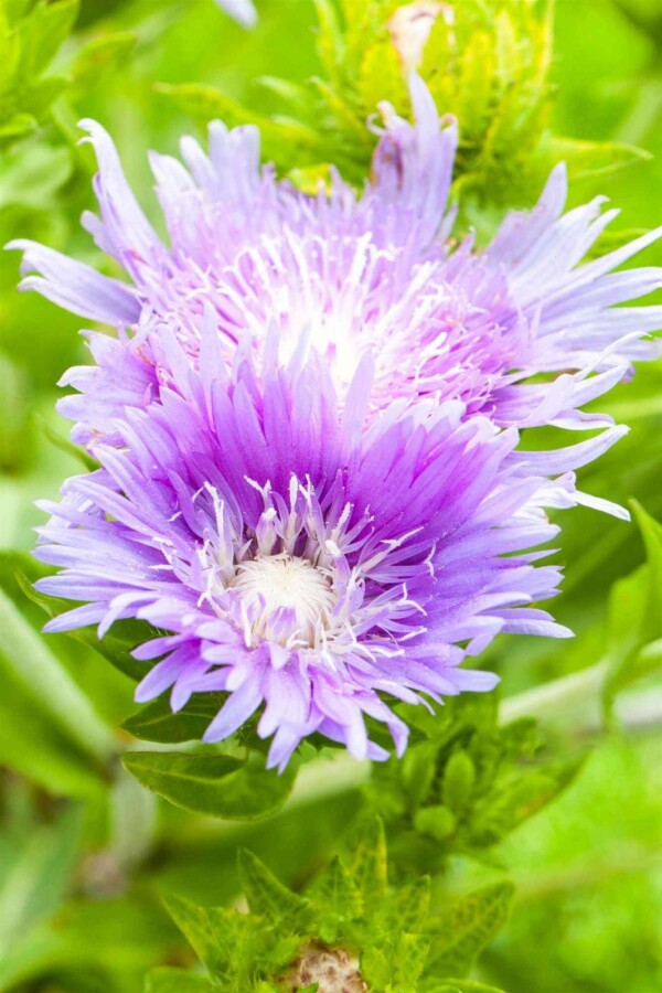Stokesia Stokesia laevis 5-10 Topf P9 Stokesia laevis