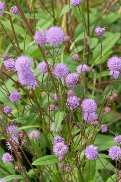 Teufelsabbiss Succisa pratensis 5-10 Topf P9 Succisa pratensis