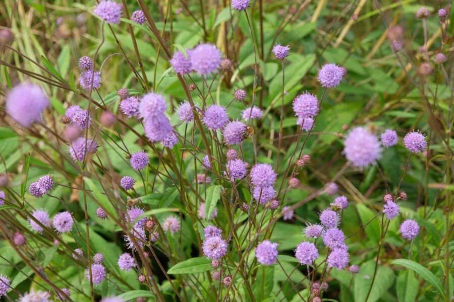 Teufelsabbiss Succisa pratensis 5-10 Topf P9 Succisa pratensis