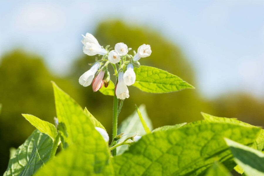Großblütiger beinwell Symphytum grandiflorum 'Hidcote Blue' 5-10 Topf P9 Symphytum grandiflorum 'Hidcote Blue'