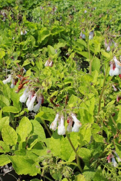 Großblütiger beinwell Symphytum grandiflorum 'Wisley Blue' 5-10 Topf P9 Symphytum grandiflorum 'Wisley Blue'