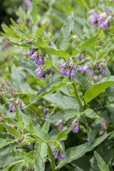 Beinwell Symphytum officinale 5-10 Topf P9 Symphytum officinale