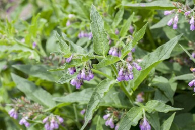 Beinwell Symphytum officinale 5-10 Topf P9 Symphytum officinale