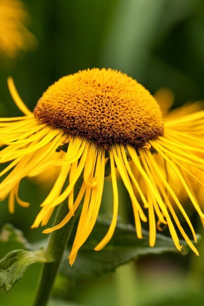 Ochsenauge Telekia speciosa 5-10 Topf P9 Telekia speciosa