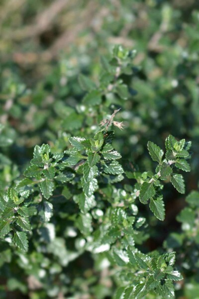 Gamander Teucrium lucidrys 5-10 Topf P9 Teucrium lucidrys